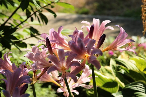 Afternoonlillies